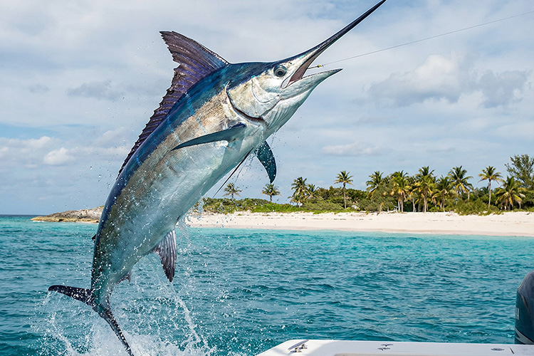 Fishing on San Salvador